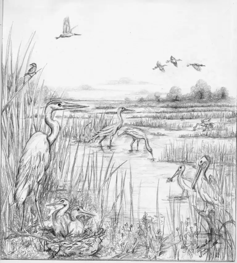 Gorski hand Drawn Rendering Gulf Of Mexico